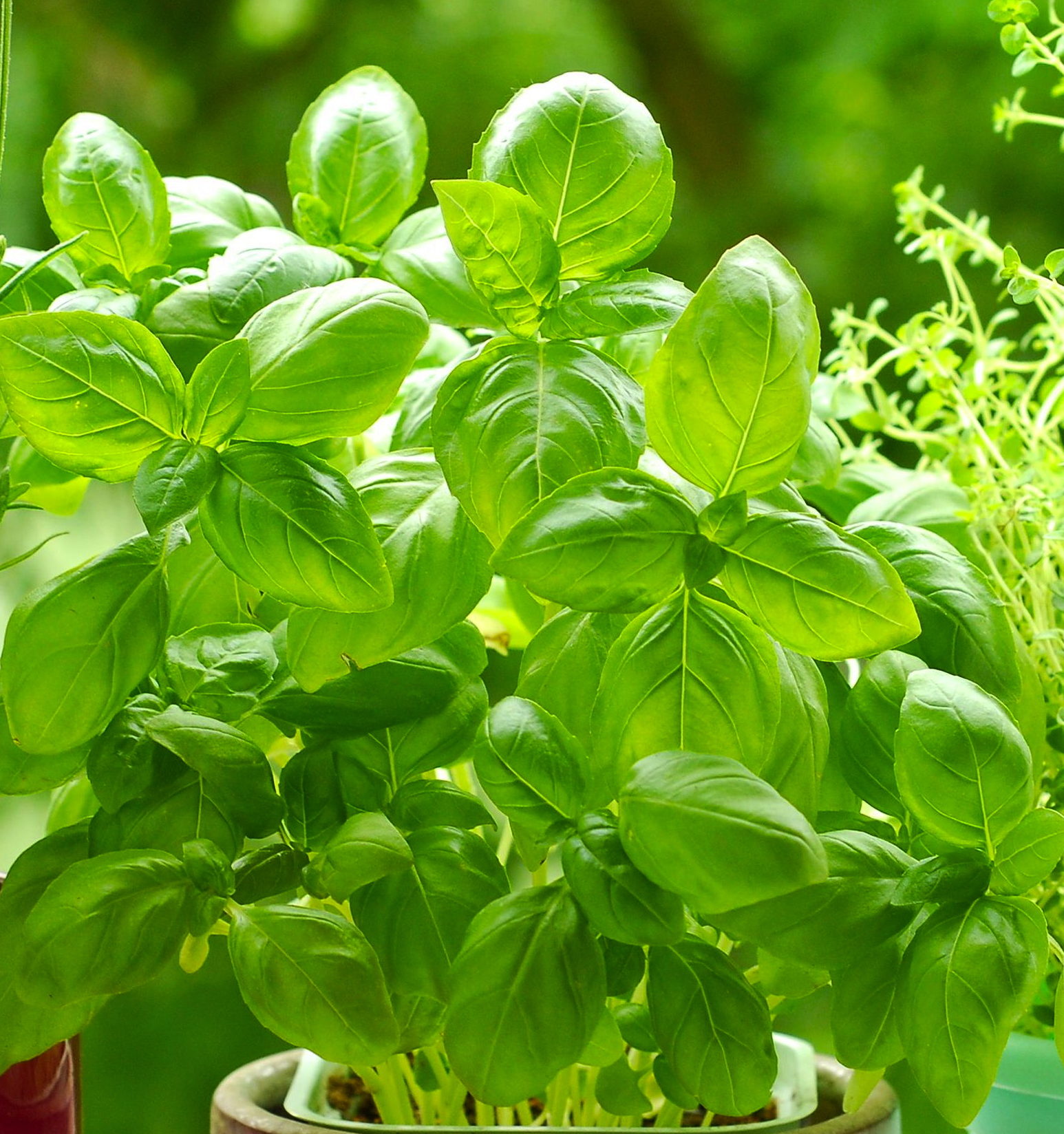 The Herb Series: Basil