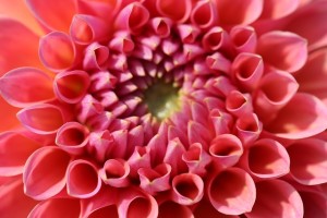 flower-936895_640